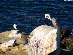 Картинка пеликан животные пеликаны