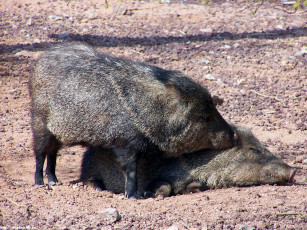 Картинка свинячьи нежности животные свиньи кабаны