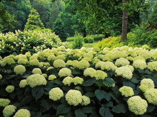 обоя hydrangea, garden, clermont, kentucky, цветы, гортензия