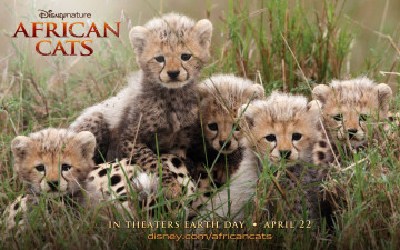 Картинка african cats кино фильмы