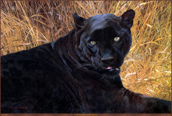 Картинка carl brenders black sphinx рисованные пантера