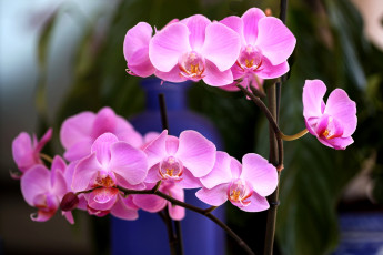 Картинка цветы орхидеи ветки розовый