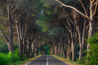 Картинка природа дороги дорожные знаки разделительная полоса трасса деревья