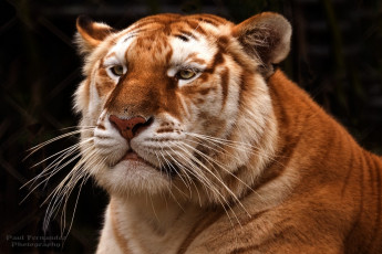 Картинка животные тигры золотой тигр хищник