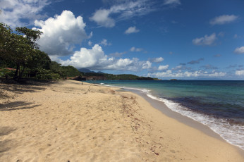 Картинка природа побережье берег пальмы море океан пляж