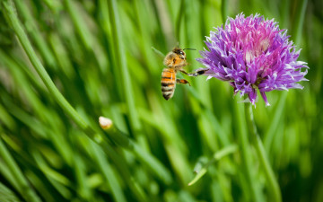 Картинка животные пчелы осы шмели цветок