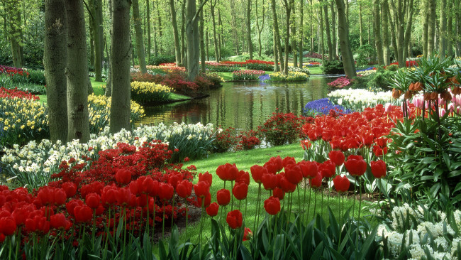 Обои картинки фото природа, парк, водоём, тюльпаны, сад, кейкенхоф, нидерланды