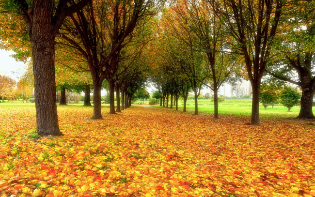 Обои картинки фото природа, деревья, осень, листь
