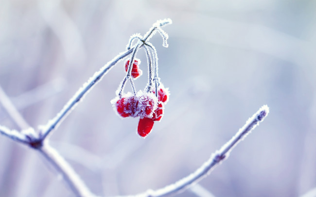 Обои картинки фото природа, Ягоды, зима, макро
