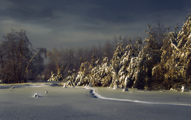 Обои картинки фото природа, зима, лес, ели, снег, ночь