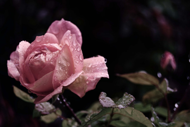 Обои картинки фото цветы, розы, роса, вода, капли, листья, цветок, лепестки, бутон