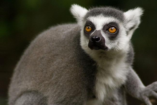 Обои картинки фото животные, лемуры, lemur, серый, мех