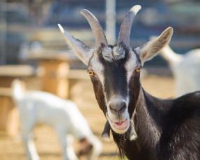 Картинка животные козы рога взгляд козёл