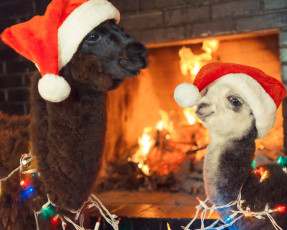 Картинка животные ламы гирлянды шапки новый год