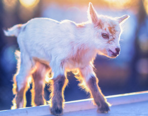 Картинка животные козы малыш белый козлёнок
