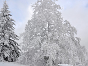 Картинка природа зима лес иней снег деревья