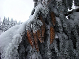 Картинка природа шишки +жёлуди +каштаны ель хвоя снег зима иней
