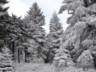 Картинка природа зима лес деревья снег иней ели