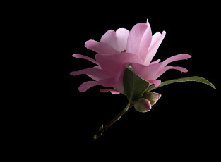 Картинка цветы камелии цветок чёрный фон камелия макро