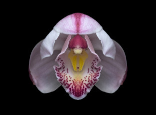 Картинка цветы орхидеи орхидея цветок фон чёрный макро
