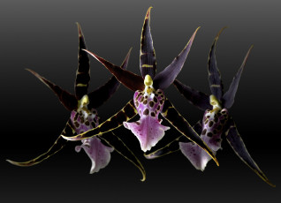 Картинка цветы орхидеи чёрный фон макро цветок