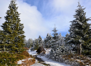 Картинка природа зима иней деревья снег лес