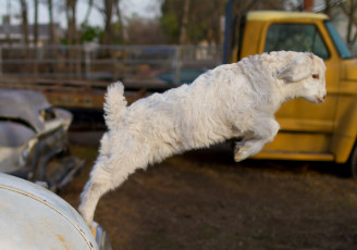 Картинка животные козы малыш прыжок машина белый козлёнок
