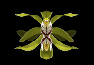 Картинка цветы орхидеи орхидея макро цветок чёрный фон