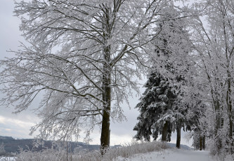 Картинка природа зима деревья лес иней снег