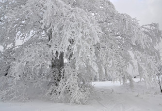 Картинка природа зима лес деревья снег иней