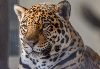 Картинка животные Ягуары кошка хищник морда портрет зоопарк