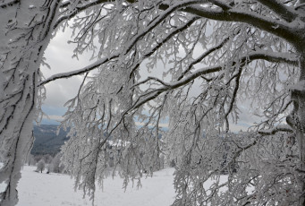 Картинка природа зима ветки деревья снег иней