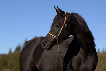 Картинка автор +oliverseitz животные лошади конь вороной морда профиль грива грация красавец