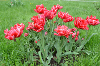Картинка цветы тюльпаны красные куст