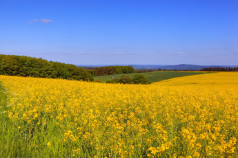 Картинка природа луга поле простор трава деревья цветы желтые