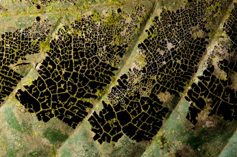 Картинка природа макро сухой лист