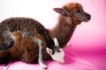 Картинка животные ламы малыш мама