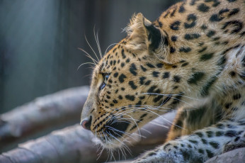 Картинка животные леопарды кошка хищник амурский дальневосточный морда профиль мех зоопарк