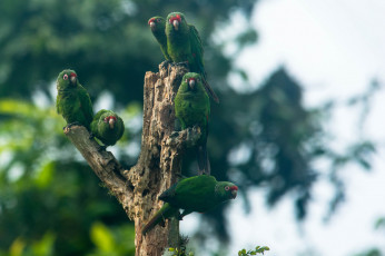 Картинка животные попугаи зелёные птицы