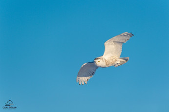 Картинка животные совы небо полёт крылья хищник