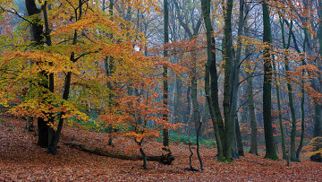Картинка природа лес осень деревья листва