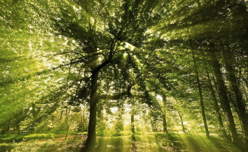 Картинка лучи+солнца природа деревья лучи солнца пробиваются сквозь листья зелень парк