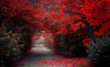 Картинка тропа+в+парке природа деревья тропа в парке красные