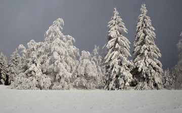 Картинка природа зима деревья ели снег