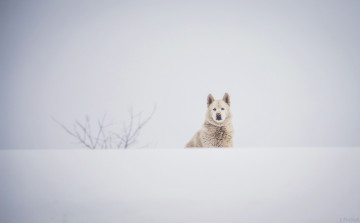 Картинка животные собаки пёс морда зима снег белый