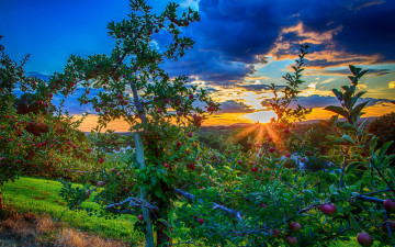Картинка природа восходы закаты пейзаж рассвет закат небо Яблоки сад деревья фото