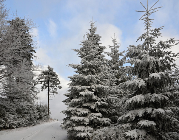 Обои картинки фото природа, зима, лес, деревья, снег, иней, дом