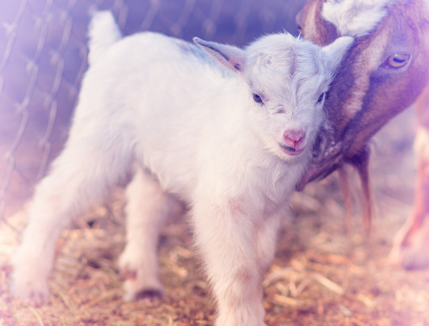 Обои картинки фото животные, козы, белый, малыш, козлёнок