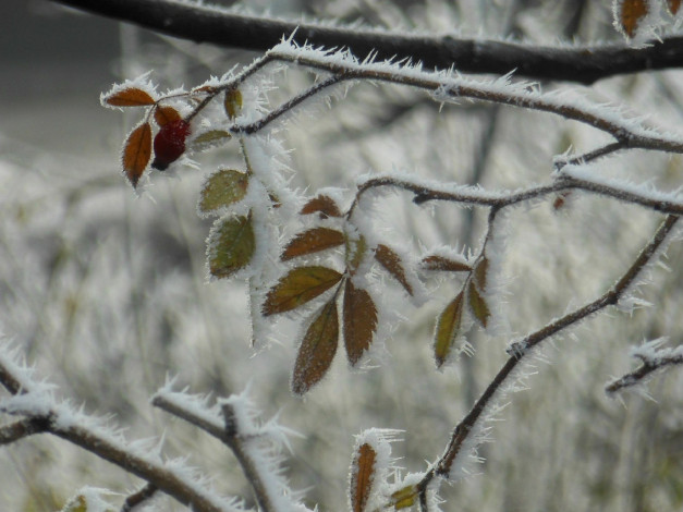 Обои картинки фото природа, зима, иней, листья