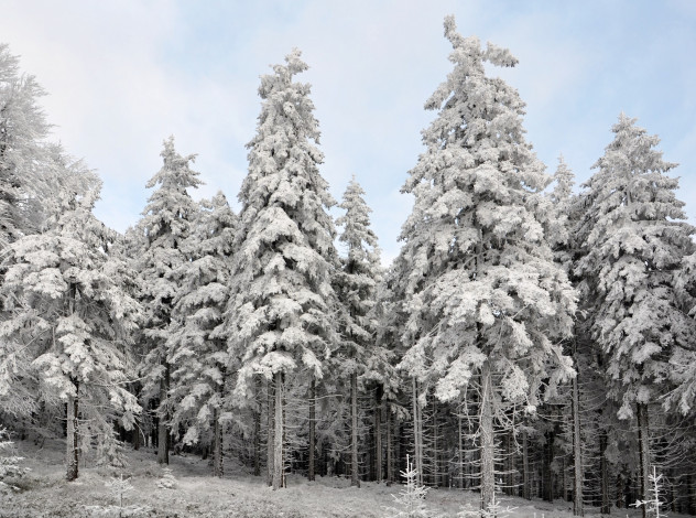 Обои картинки фото природа, зима, лес, деревья, снег, иней